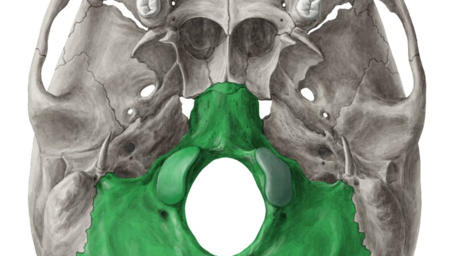 Osso occipital