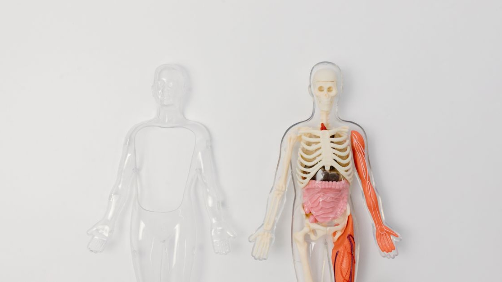 Anatomia do Coração Humano
