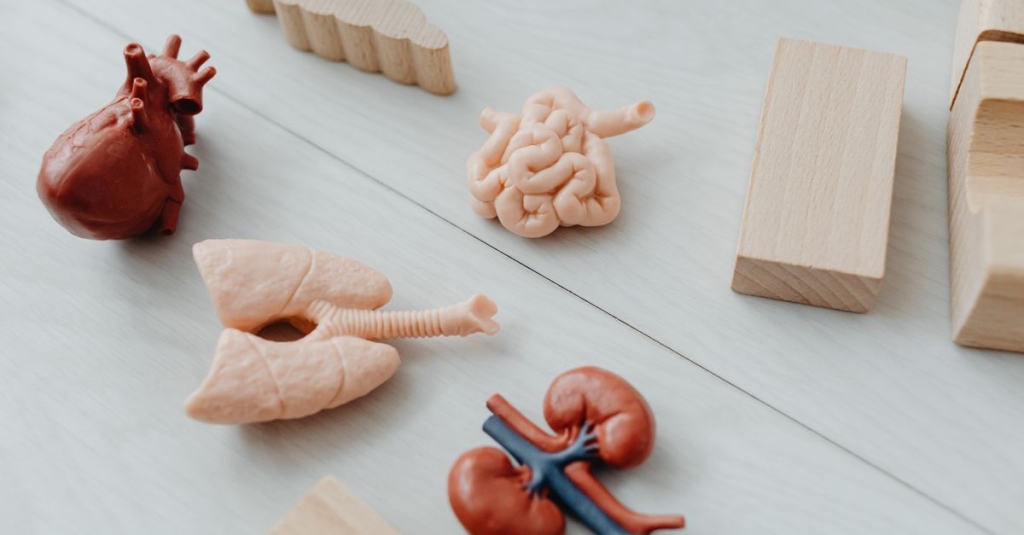 Anatomia dos Pulmões: Estrutura, Pleura e Relevância Clínica