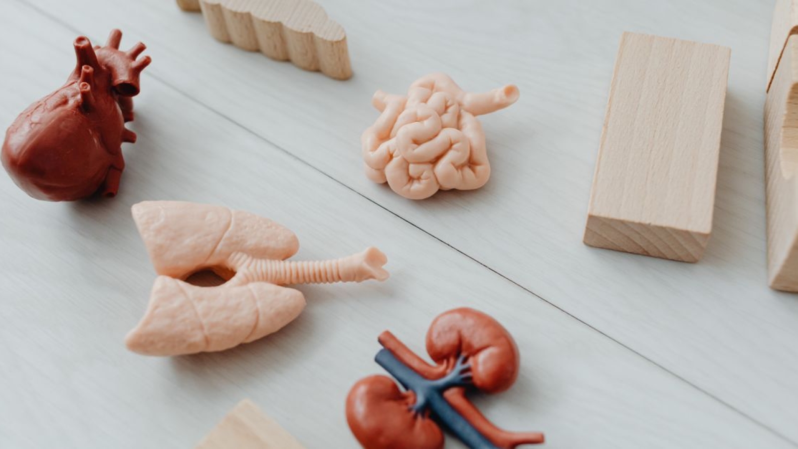 Anatomia dos Pulmões: Estrutura, Pleura e Relevância Clínica