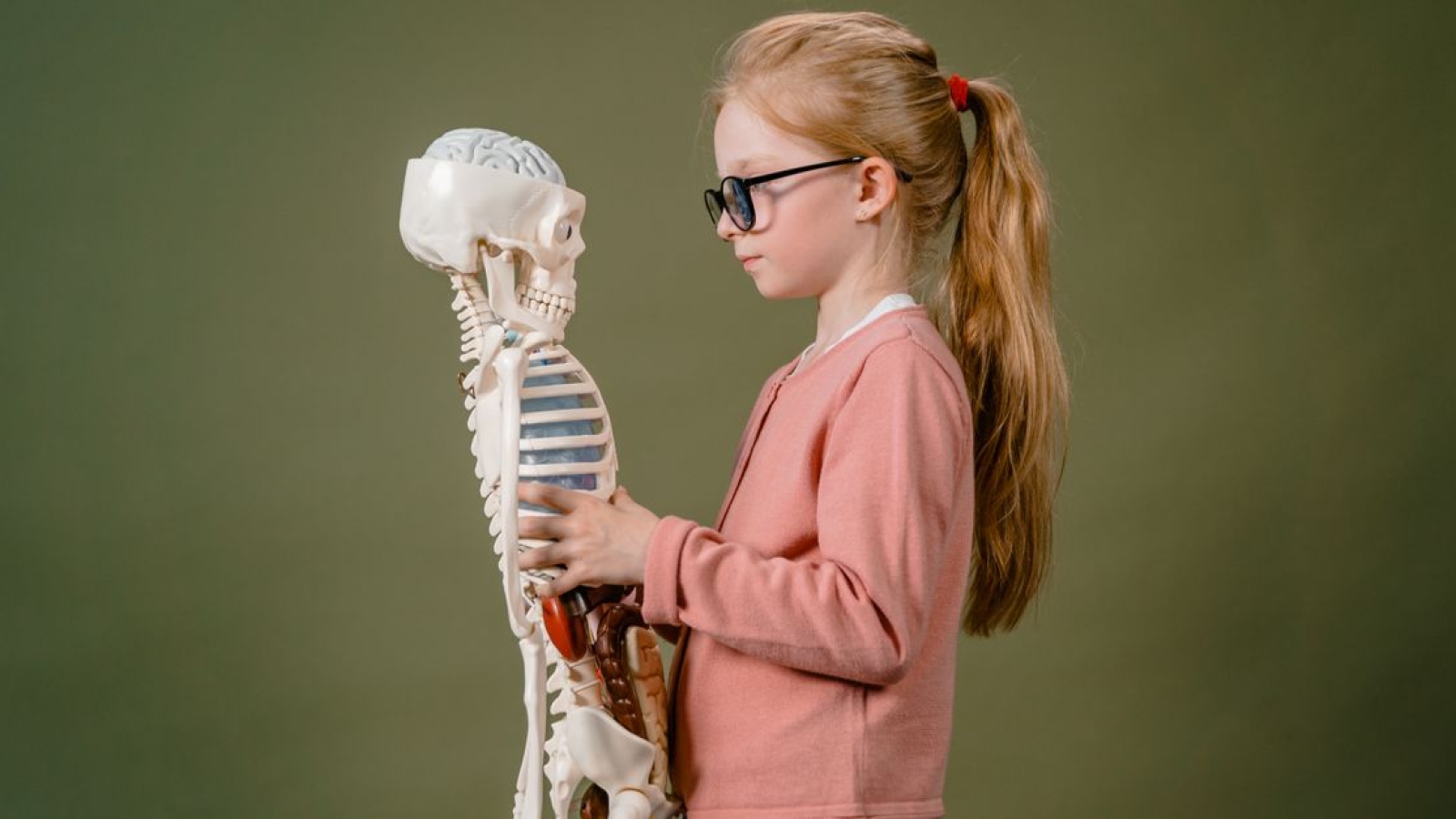 Nervo frênico: anatomia, trajeto e funções